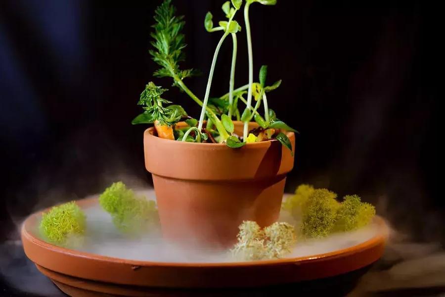 贝博体彩app坎普顿广场餐厅的一道菜看起来像盆栽植物.