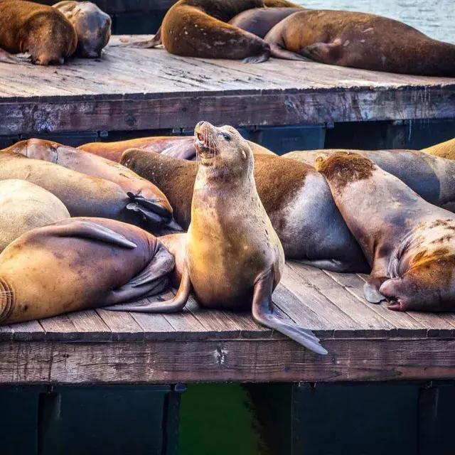 Sea Lions rest on PIER 39's K Dock