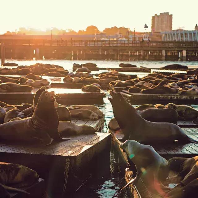 Seelöwen ruhen sich bei Sonnenuntergang am K Dock des PIER 39 aus
